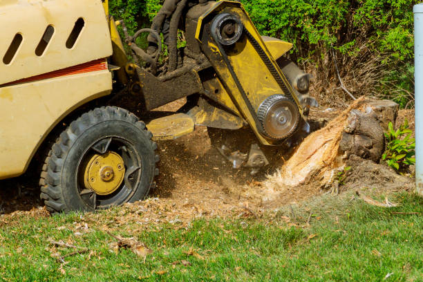 Reliable Runge, TX Tree Care Services Solutions