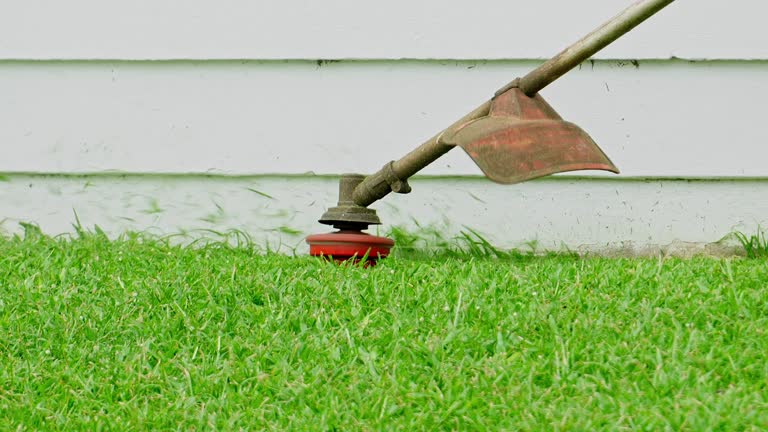 Best Lawn Disease Treatment  in Runge, TX